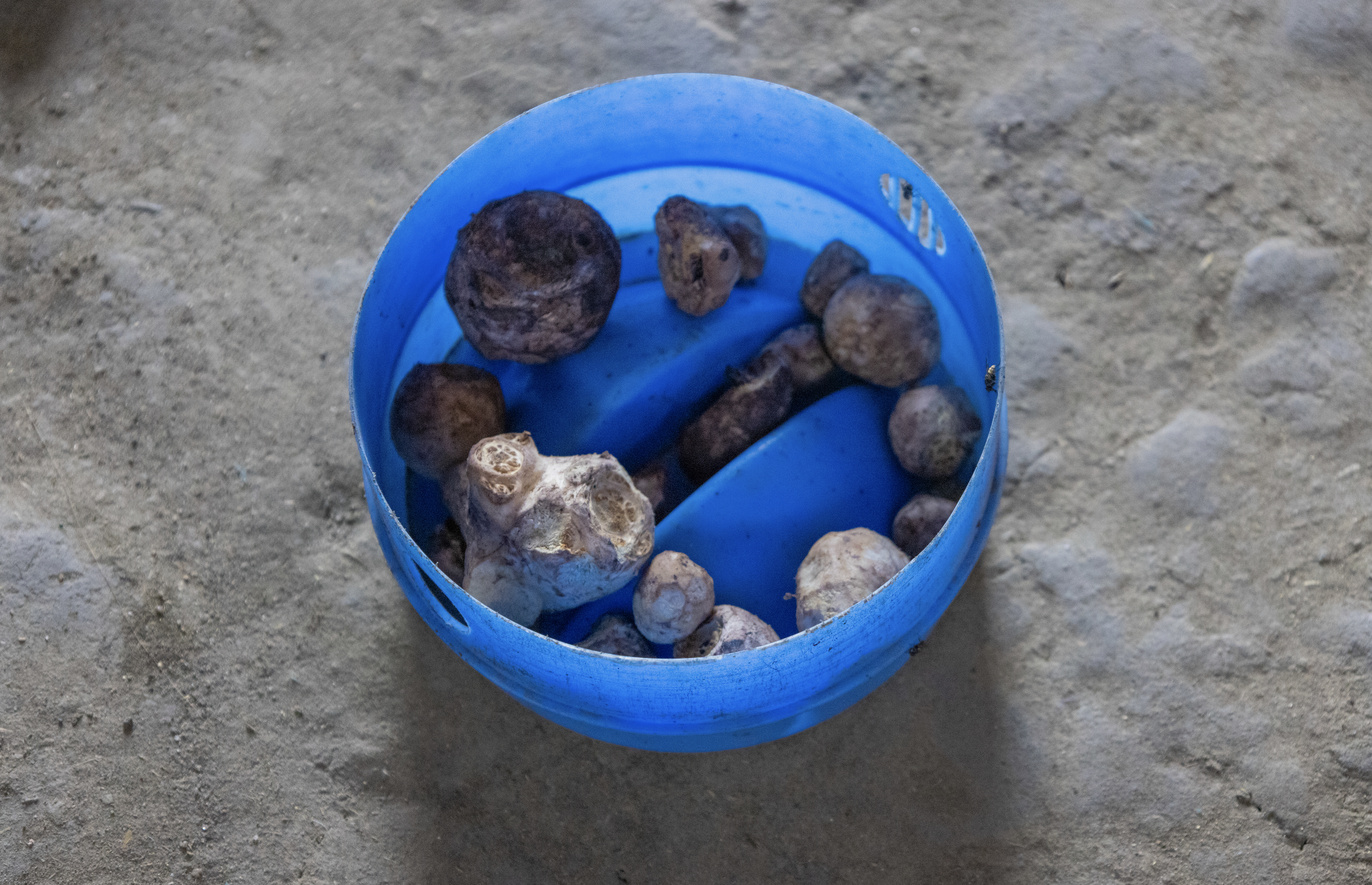 A small bowl of waterlily (dry roots) is placed on the floor.