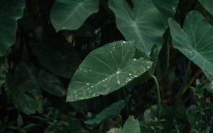 Life in the Rohingya camps