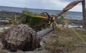 Uprooted tree on Matemo Island, Cabo Delgado province after passage of Cyclone Kenneth