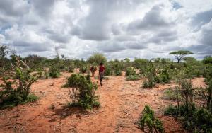 A boy leads a donkey with water canisters from the berkit (rainwater collecting clay pond)[Photo:Susanne Doettling/MSF]