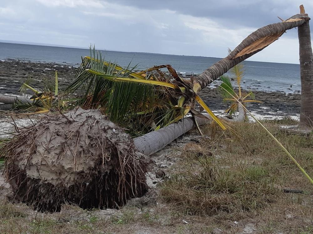 Uprooted tree on Matemo Island, Cabo Delgado province after passage of Cyclone Kenneth